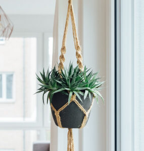 hanging green plant